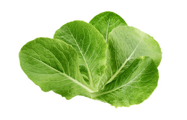 fresh green romaine lettuce heart or leaves clump, whole head of salad vegetable isolated on a transparent background for food design.