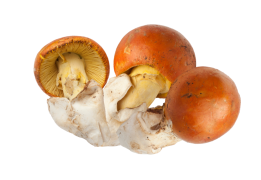 group of fresh wild caesar's mushrooms (amanita caesarea) or similar edible fungi with distinct orange caps and gills, isolated on a transparent background.