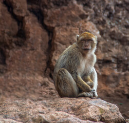 Fototapeta premium Monkey sitting on a rock with mountains and rocks in the background.