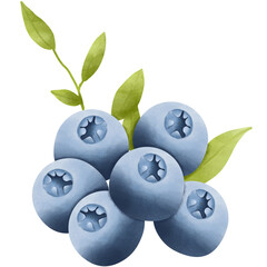 blueberries isolated on white