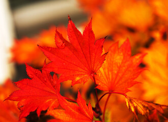 Autumnal photos with colorful changes in nature