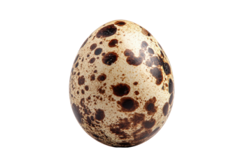 A close-up shot of a speckled, oval-shaped object, against a solid black background