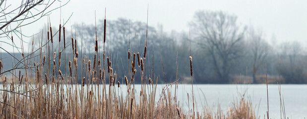 A row of dry cattails and brown grass on the bank of a river or lake in a rural landscape, water reflecting bare trees in the mist under a gray sky, a gloomy autumn or winter scene