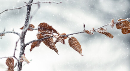 Thin tree branch with the last dry leaves covered with a layer of white hoarfrost and icy crystals...