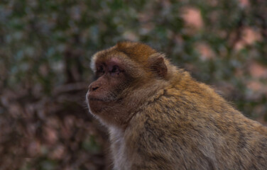 Emotional close-up of a monkey with a sorrowful gaze, head slightly up in a quiet moment of reflection
