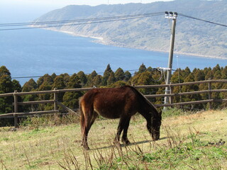 宮崎県串間市都井岬、草原で草を食べている日本唯一の野生馬「御崎馬」