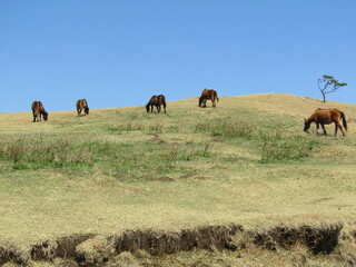 宮崎県串間市都井岬、草原で草を食べている日本唯一の野生馬「御崎馬」
