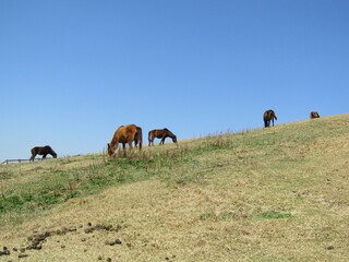 宮崎県串間市都井岬、草原で草を食べている日本唯一の野生馬「御崎馬」