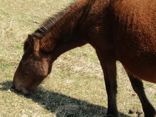 宮崎県串間市都井岬、草原で草を食べている日本唯一の野生馬「御崎馬」