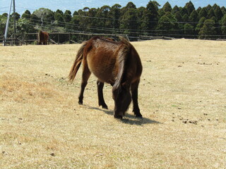 宮崎県串間市都井岬、草原で草を食べている日本唯一の野生馬「御崎馬」