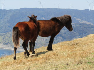 宮崎県串間市都井岬、草原で草を食べている日本唯一の野生馬「御崎馬」