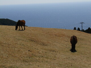 宮崎県串間市都井岬、草原で草を食べている日本唯一の野生馬「御崎馬」