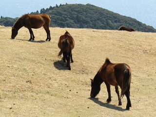 宮崎県串間市都井岬、草原で草を食べている日本唯一の野生馬「御崎馬」