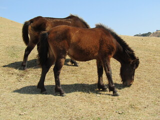 宮崎県串間市都井岬、草原で草を食べている日本唯一の野生馬「御崎馬」