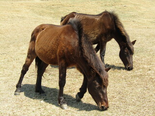 宮崎県串間市都井岬、草原で草を食べている日本唯一の野生馬「御崎馬」
