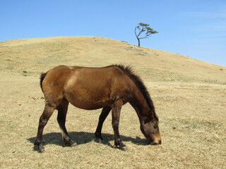 宮崎県串間市都井岬、草原で草を食べている日本唯一の野生馬「御崎馬」