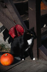 Halloween mood, a black cat and pumpkin