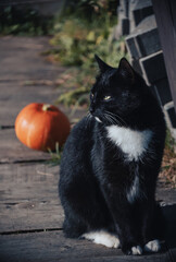 black cat and pumpkin on a wooden floor