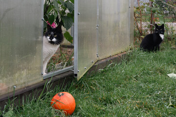 cats and a pumpkin near a home greenhouse