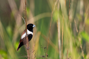 Tricolor Munia Bird Feeding on Crop in Natural Habitat with Vibrant Plumage