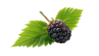 A close-up of a single ripe, dark, and glossy berry attached to a green leafy twig