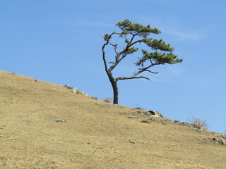 宮崎県串間市都井岬、野生馬の住む草原の美しい風景