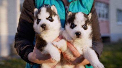 Fototapeta premium Person holding two blue-eyed husky puppies