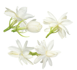 close-up photograph of delicate white arabian jasmine flowers and closed buds, commonly known as mogra, isolated on a clean transparent background.