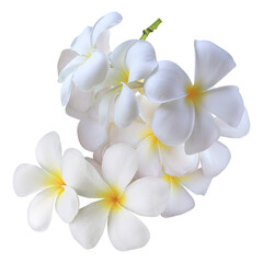 a lush cluster of blooming white plumeria (frangipani) flowers attached to a small branch, photographed and isolated perfectly on black.