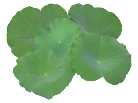 collection of large, round green lotus leaves (lily pads) overlapping each other, captured in a clean raster studio photograph isolated on black.