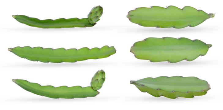 six distinct segments of green dragon fruit cactus stems, horizontally oriented with visible buds, isolated perfectly on a solid transparent background.