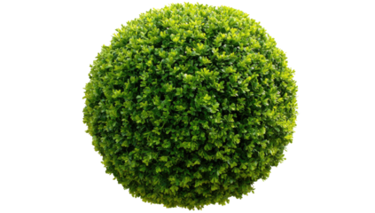 A meticulously trimmed, verdant, spherical shrub with vibrant green foliage against a stark black background