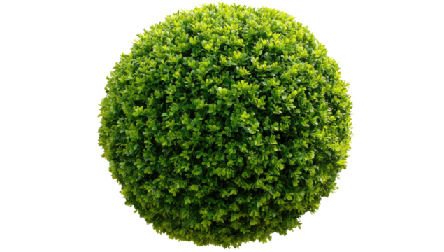 A meticulously trimmed, verdant, spherical shrub with vibrant green foliage against a stark black background