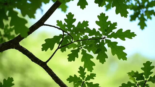 Oak Leaf Canopy: Sunlit oak leaves form a vibrant canopy against a soft focus background, casting a tranquil atmosphere, with sunlight filtering through leaves.