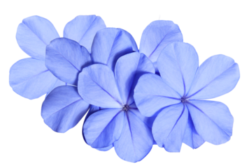 vivid close-up photograph featuring a tight grouping of pure blue plumbago blossoms, highlighting the velvet texture of the petals, isolated on black.