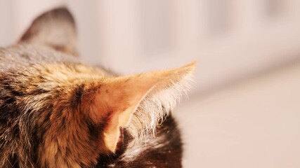 closeup domestic cat's ear, feline's sharp sense hearing, adult domestic tortoiseshell cat, domestic comfort in home setting, Pet's relaxing moment, keeping four-legged pet, Still life peaceful feline - Powered by Adobe