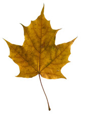 Yellow Autumn Leaf
