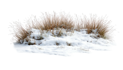 Isolated clump of frost-covered wild grass emerging from the snow, against a black background