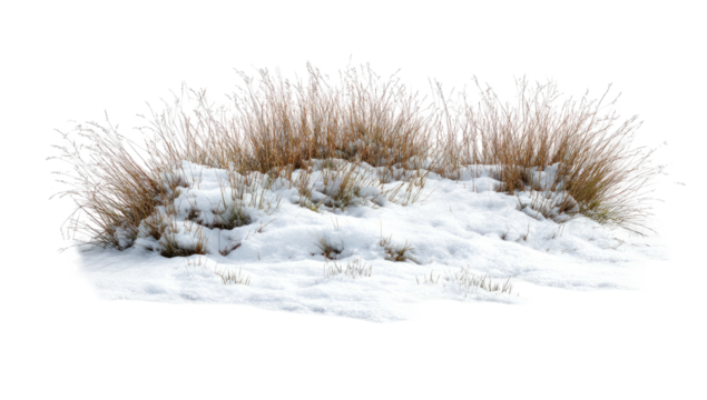 Isolated clump of frost-covered wild grass emerging from the snow, against a black background
