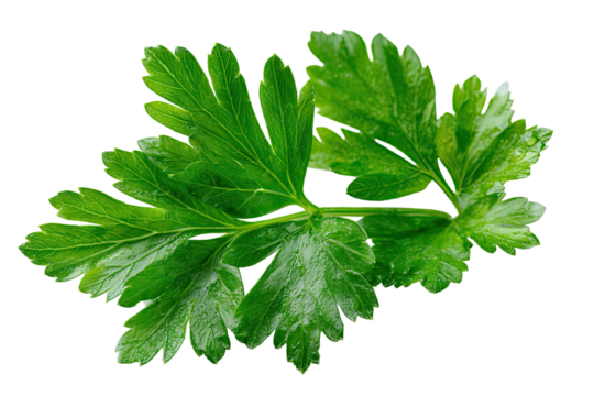 A close-up shot of vibrant, fresh green, leafy herb against a stark black backdrop