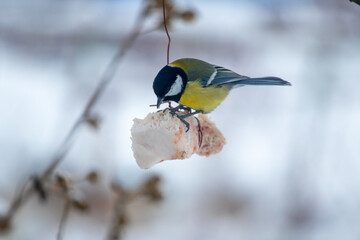 Great Tit (Parus major) feeding on a piece of lard suspended on a string in a winter garden or park, helping the bird survive the cold season