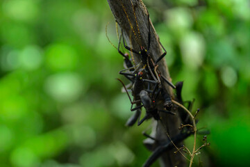 Large black stick insects sitting on tree branches in the jungle