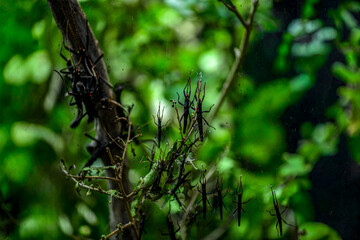 Large black stick insects sitting on tree branches in the jungle