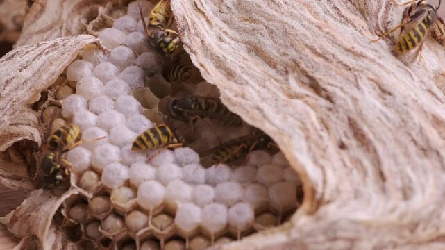 wasp honeycombs, Natural bees nest, insect habitat with larvae, wasp eggs, life cycle Vespula vulgaris, potential hazard