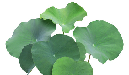 lush green lotus leaves display their natural beauty in a detailed photograph, isolated against a deep transparent background for design elements.