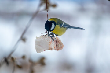 Great Tit (Parus major) feeding on a piece of lard suspended on a string in a winter garden or park, helping the bird survive the cold season