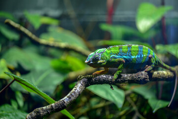 Macro details of a chameleon with colourful skin climbing a branch