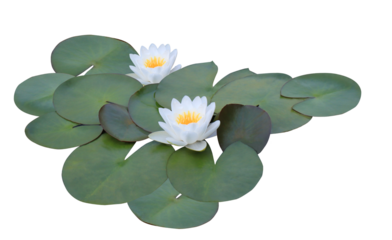two beautiful white water lily blooms surrounded by large green lily pads, floating peacefully on dark water, isolated on a transparent background.