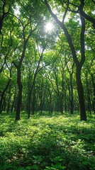 Fototapeta premium Sunlight filters through dense forest canopy. Lush green trees and undergrowth create a vibrant, natural scene