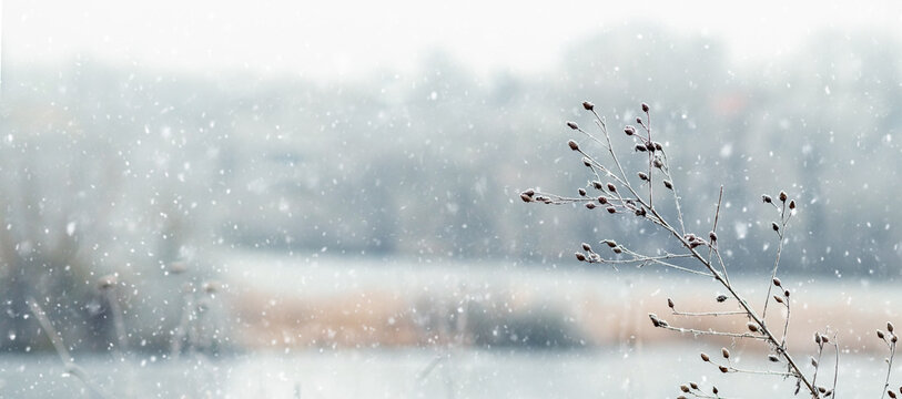 Horizontal shot with dry winter grass and seeds on stems in the foreground, covered with hoarfrost, during a heavy snowfall against a blurred gray landscape background